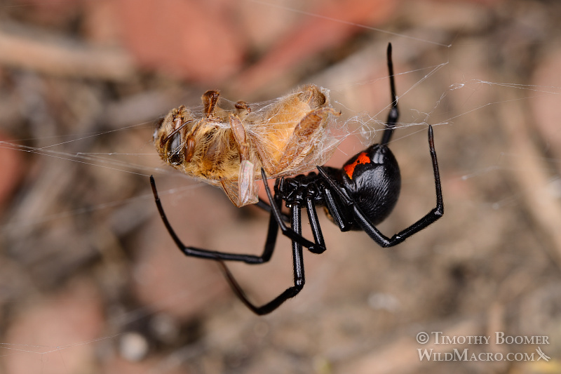 western-black-widow-spider-latrodectus-hesperus-with-prey-SPI0203.jpg.d334020f39d007c7f3bba07ab5ebdd32.jpg