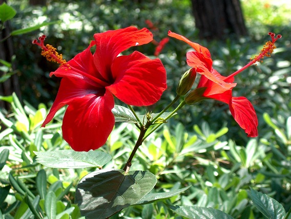 Hibiskus_bluetten.jpg.d1dc06e8d7ba306cfc8f29c88fe796cf.jpg