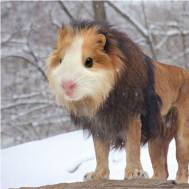 GuineaPigJones