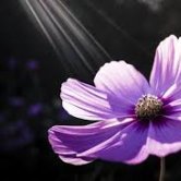 Blomst