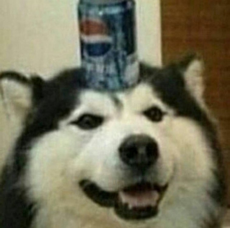 bepis3.jpg