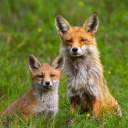 Foxes