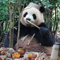 Panda Masala
