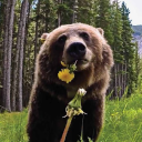 brunobear