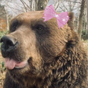 brunobear