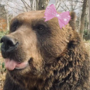 brunobear