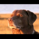 axilleas.gogolos_97657