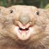 OrangeWombat