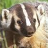 badgerrbadgerr