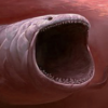 Bloodwhale