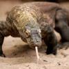 Komodoking