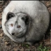 ObeseFox